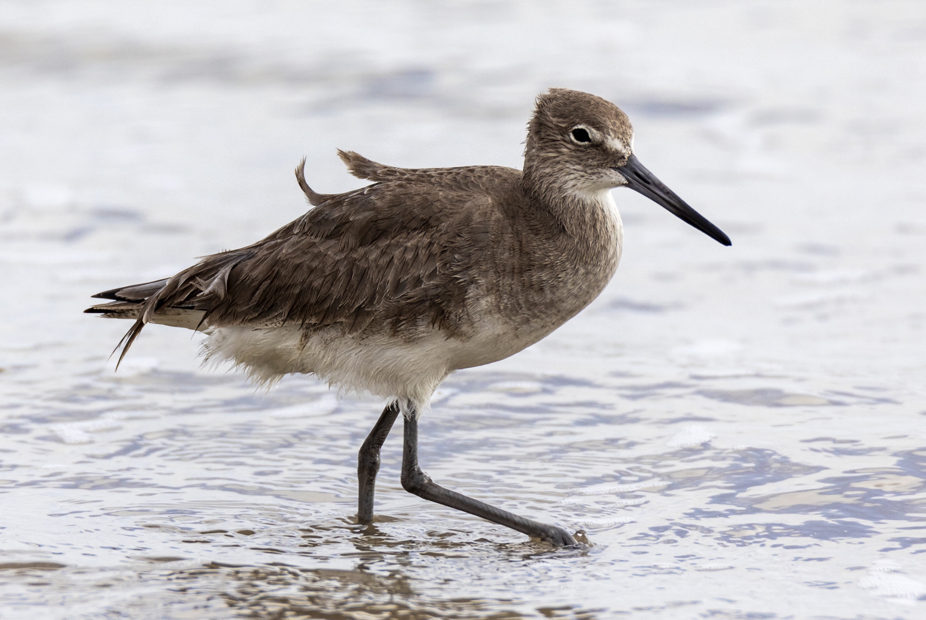 Red Knots Port Aransas 2023